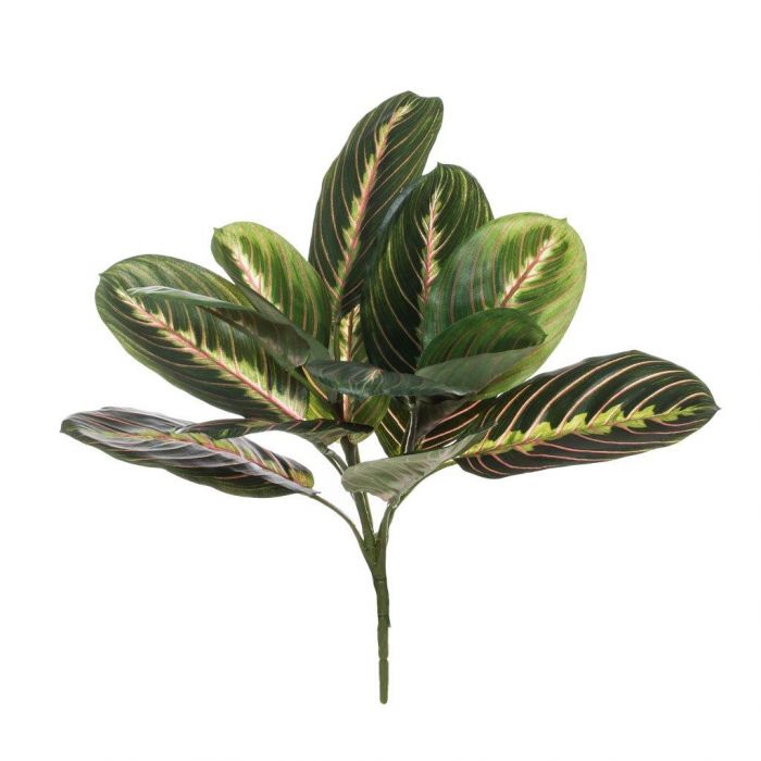 Maranta Bush in Green/Pink