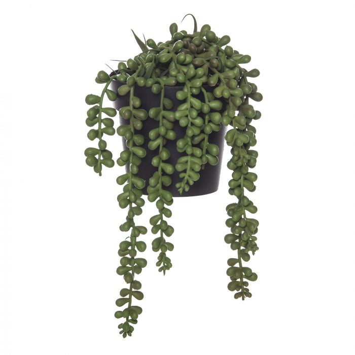 String of Pearls in Pot